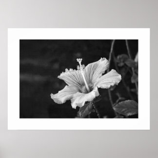 Affiche de l'Hibiscus #2