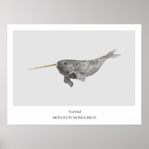 Affiche de l'histoire naturelle de Narwhal