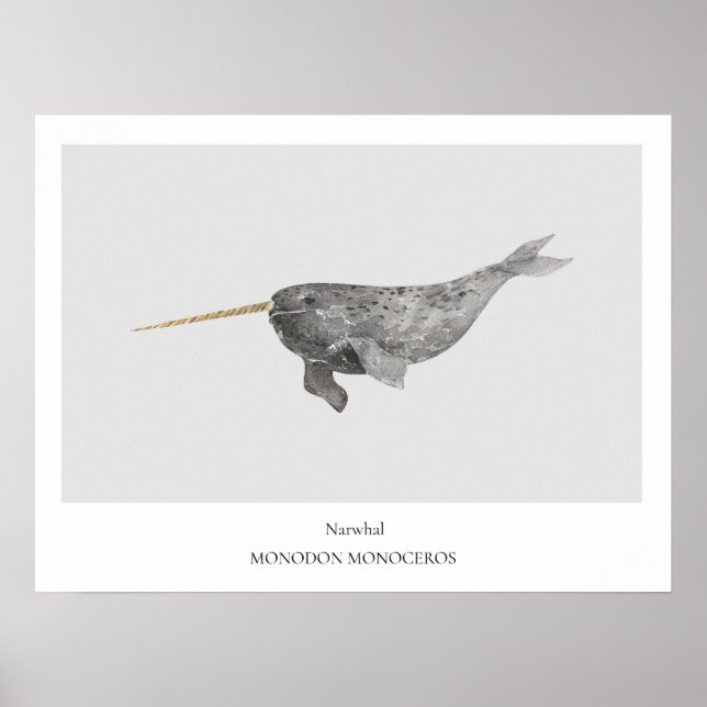Affiche de l'histoire naturelle de Narwhal (Devant)