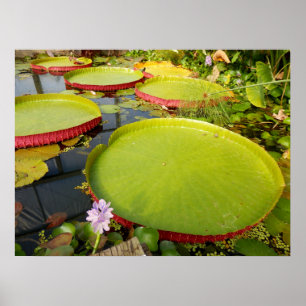 Affiche de Lily Pad