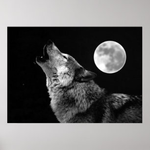 Affiche de l'impression du loup gris et de la lune
