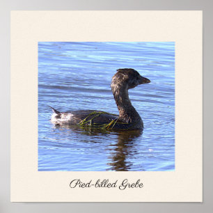 Affiche de l'oiseau Grèbe à bec bigarré
