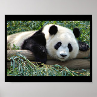 Affiche de l'ours de Panda