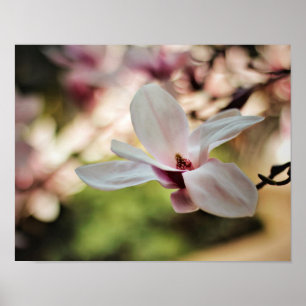 Affiche de magnolia de ressort
