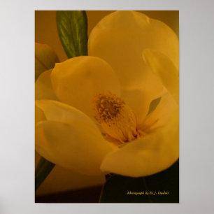Affiche de magnolia de satin
