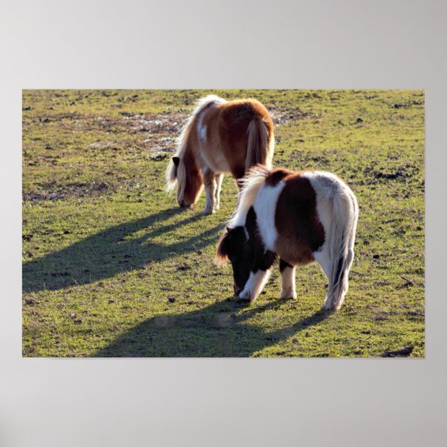Affiche de mini chevaux (Devant)
