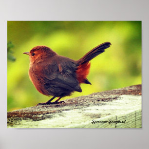 Affiche de moineau perché
