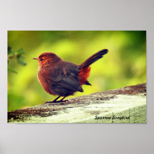 Affiche de moineau perché