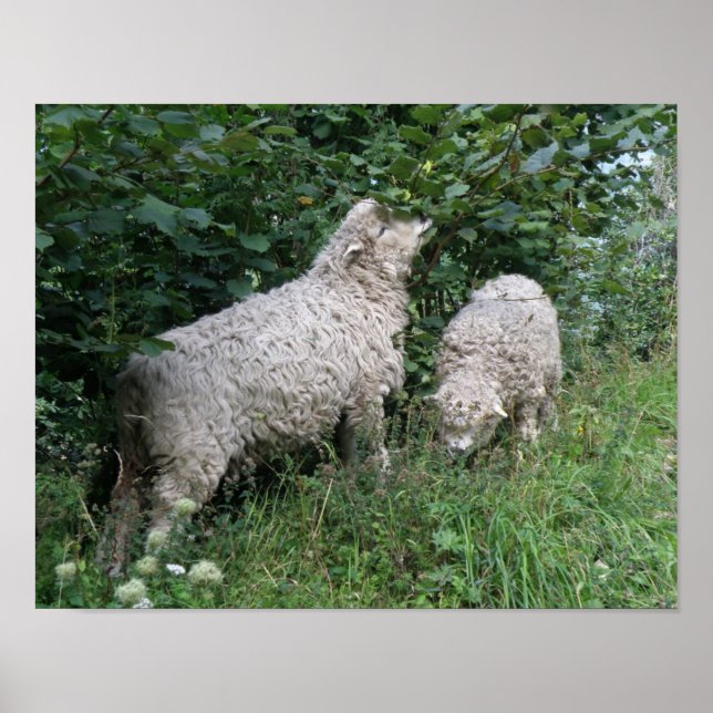Affiche de moutons mignons mangeant des feuilles (Devant)