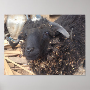 Affiche de moutons noirs