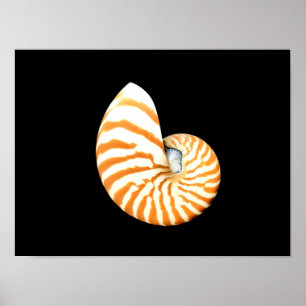 Affiche de Nautilus Seashell