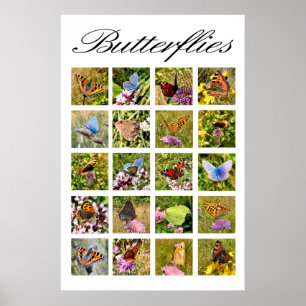 Affiche de papillon