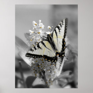 Affiche de papillon de machaon