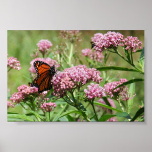 Affiche de papillon de monarque