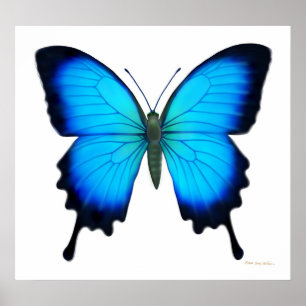 Affiche de papillon de Papilio Ulysse