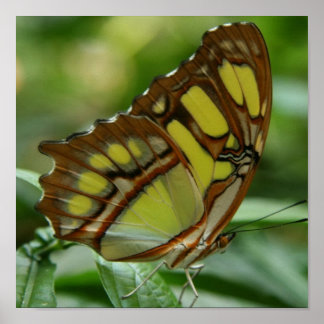 Affiche de papillon malachite