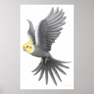 Affiche de perroquet de Cockatiel de vol