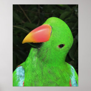 Affiche de perroquet joli