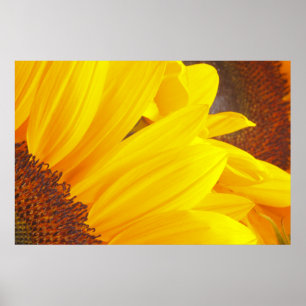 Affiche de pétales de tournesol
