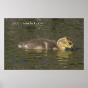 Affiche de photo de bébé oie du Canada