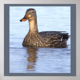 Affiche de photo de canard colvert