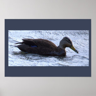 Affiche de photo de canard noir