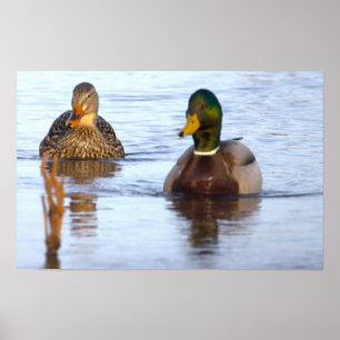 Affiche de photo de canards colverts