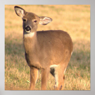 Affiche de photo de cerf