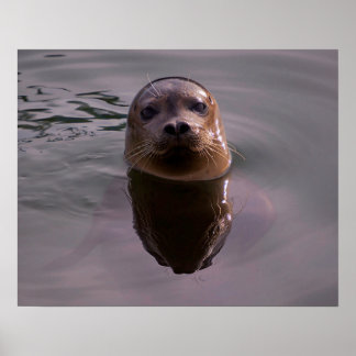 Affiche de photo de faune de phoque commun curieux