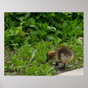 Affiche de photo de Gosling