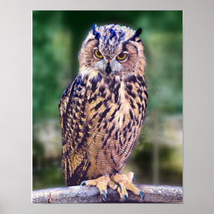 Affiche de photo de hibou
