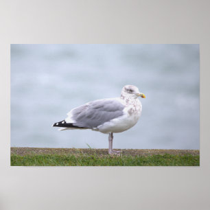 Affiche de photo de mouette