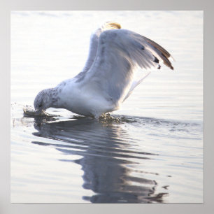 Affiche de photo de mouette