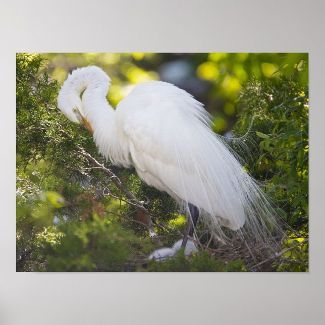 Affiche de photo d'oiseau Aigrette neigeuse (Devant)