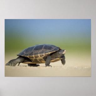 Affiche de photo rapprochée de tortue / amphibien