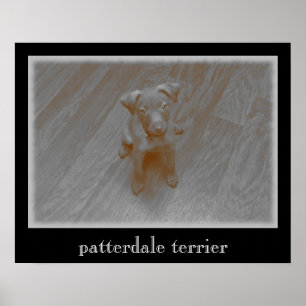 Affiche de photographie âgée par Terrier de