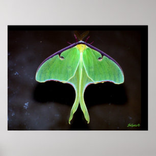 Affiche de photographie de papillon lunaire