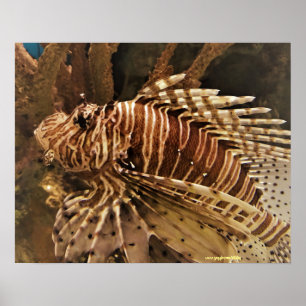 Affiche de photographie de poissons de scorpion