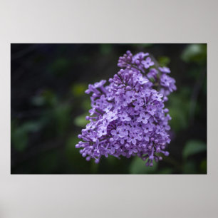 Affiche de photographie macro de fleurs de lilas v