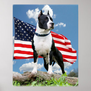 Affiche de pitbull (le Staffordshire Terrier