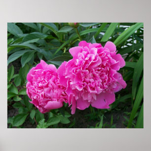 Affiche de pivoines