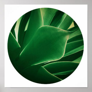 Affiche de plante grasse verte lumineuse élégante