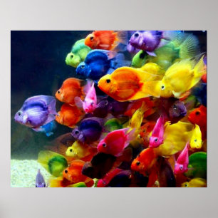 Affiche de poissons d'arc-en-ciel