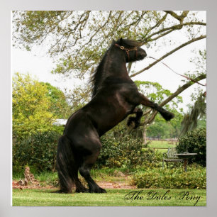 Affiche de poney de vallées