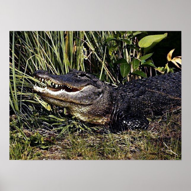 Affiche de portrait Alligator Imprimer (Devant)