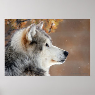 Affiche de portrait de loup