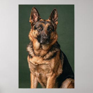 Affiche de portrait de studio Berger Allemand Vert