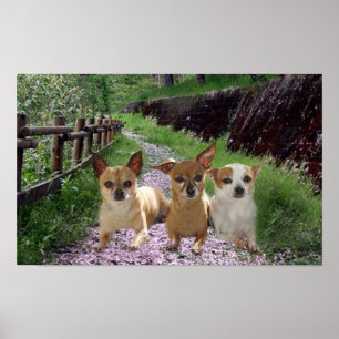 Affiche de pourpre de chiwawa