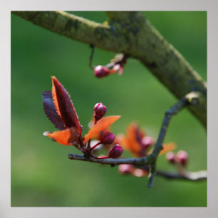 Affiche de printemps