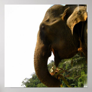 Affiche de profil éléphant
